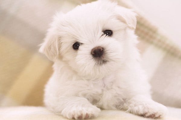 ... Homes Alive Pets - Dogs That Don't Shed: 23 Hypoallergenic Dog Breeds ... Homes Alive Pets - Dogs That Don't Shed: 23 Hypoallergenic Dog Breeds