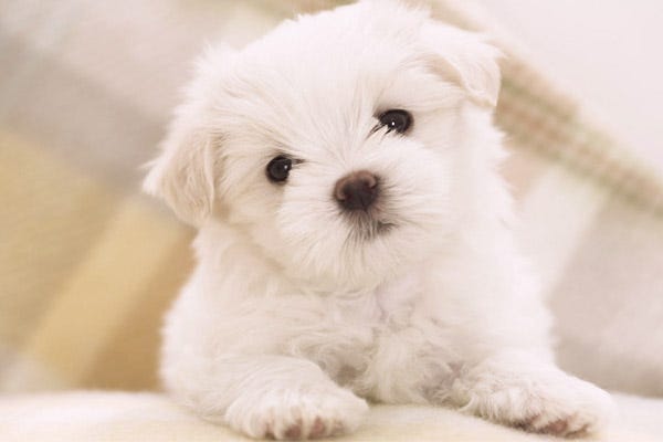  Homes Alive Pets - Dogs That Don't Shed: 23 Hypoallergenic Dog Breeds