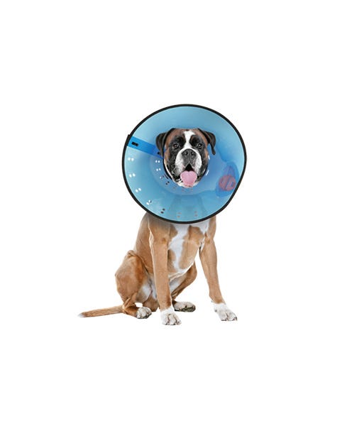 Calm paws protective collar medium shop