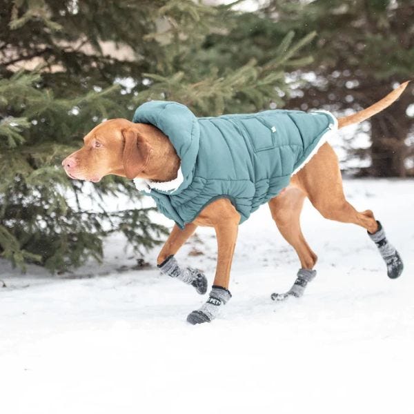 Dog boots outlet near me