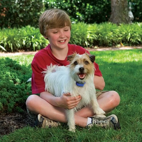 PetSafe Little Dog Deluxe Spray Bark Control Collar Buy at