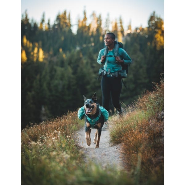 Dog hotsell day pack