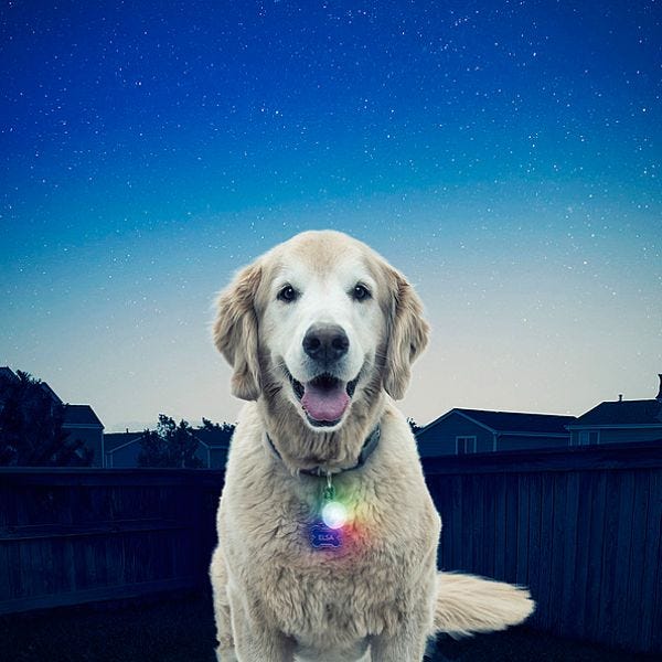 Nite ize dog collar light sale
