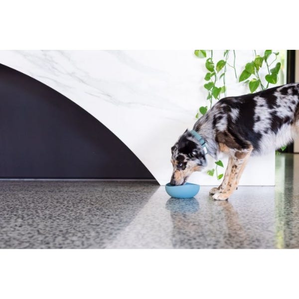 Buy FuzzYard Life Silicone Dog Bowl in Canada Homes Alive Pets