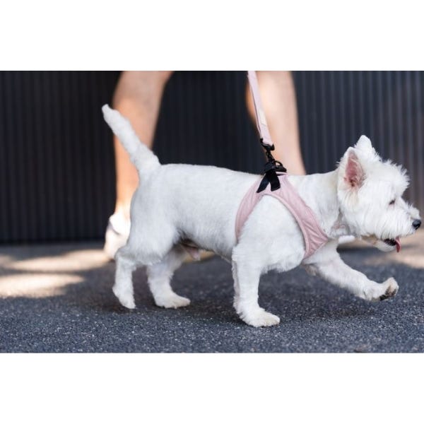 New fit harness top paw cheap