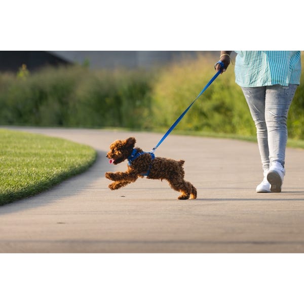 Front top range leash