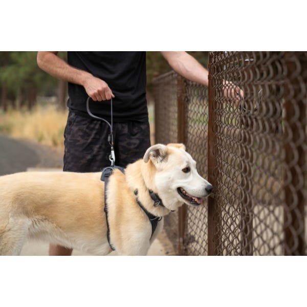 Short leash clearance
