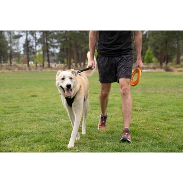 Buy Ruffwear Front Range Short Leash in Canada Homes Alive Pets