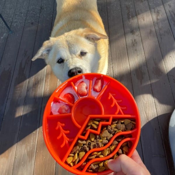 Puppy slow eating bowl shop