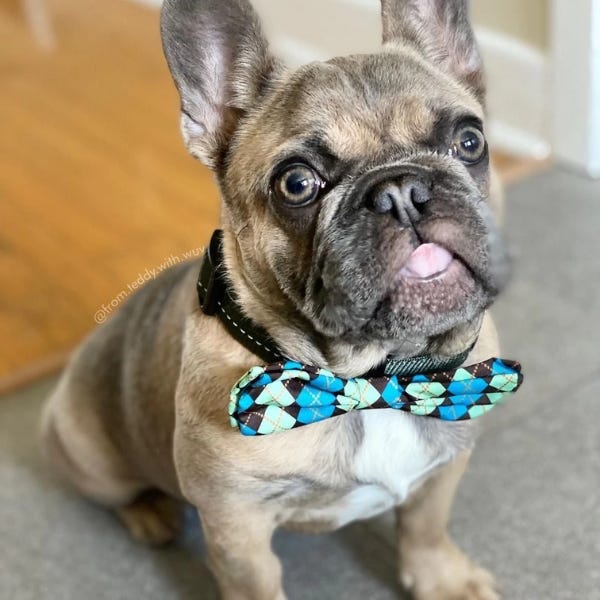 Bulldog with top bow tie
