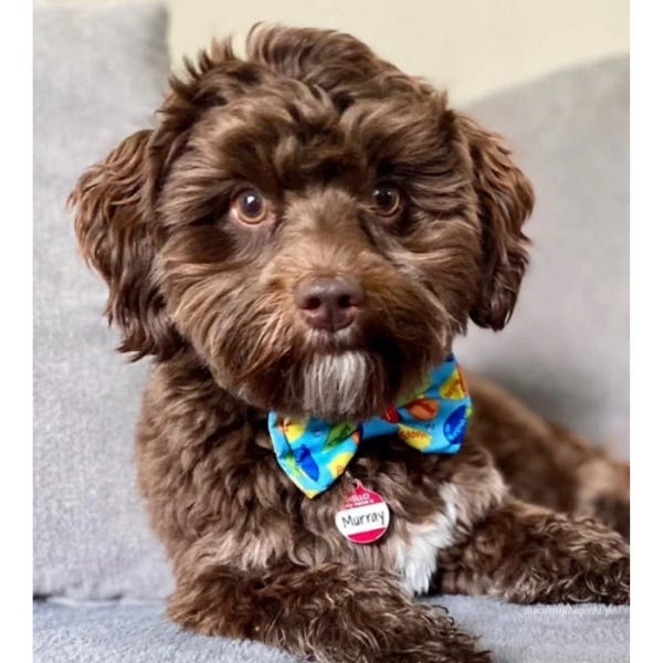 I bow dog clearance