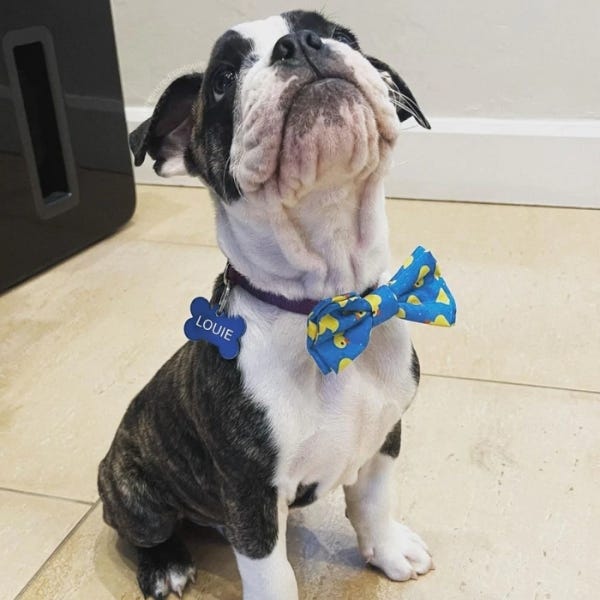 Dog dickie store bow tie