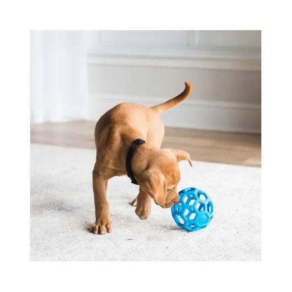 Holey roller dog toy 2025