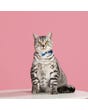 HugSmart City Impression Cat Collar - Broadway