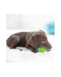 JW Hedgehog Squeak-ee Ball Puppy Toy - With Dog