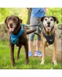 Kurgo Wander Double Dog Leash Extender - Medium Dogs