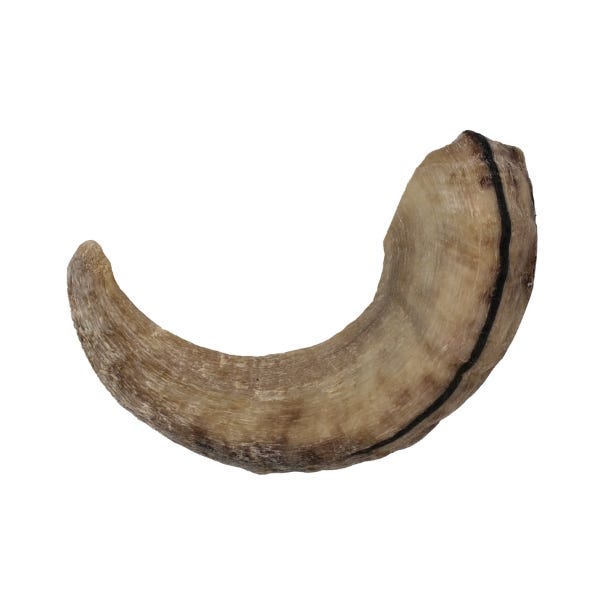 Icelandic Large Lamb Horn Dog Treat Buy at Homesalive