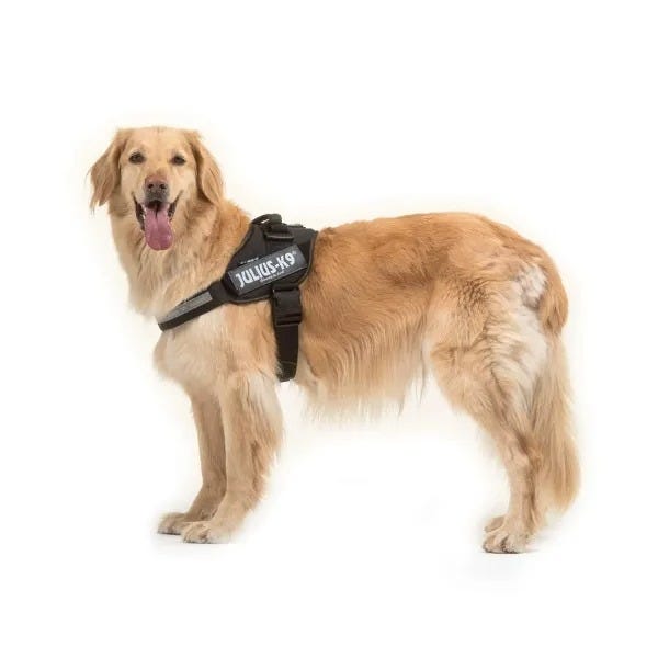 Buy Julius K9 IDC Powerharness Black in Canada Homes Alive Pets