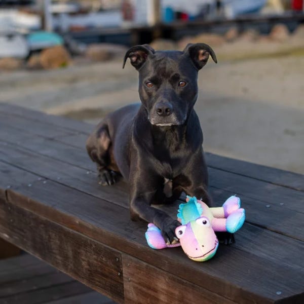 Canada Pooch Freeze Chill Cooling Pals Rainbow Crocodile