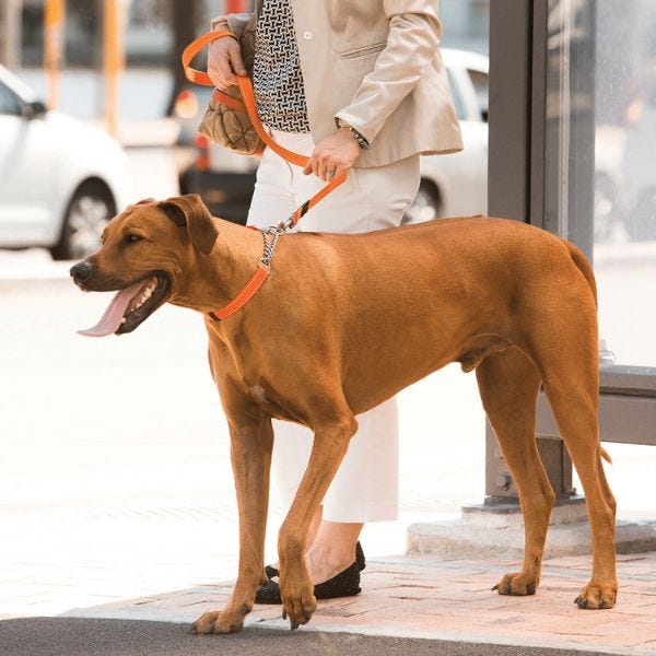 Rogz martingale discount