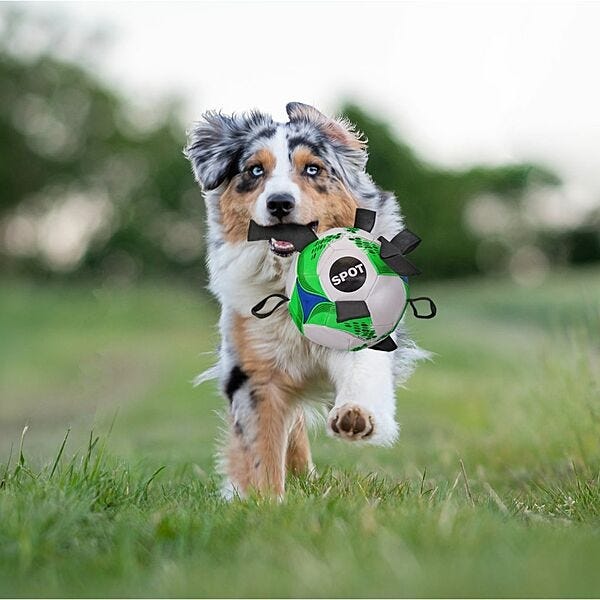 Dog with soccer ball cheap