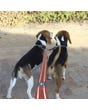 Rogz Reflective Dog Leash Splitters - Dogs 