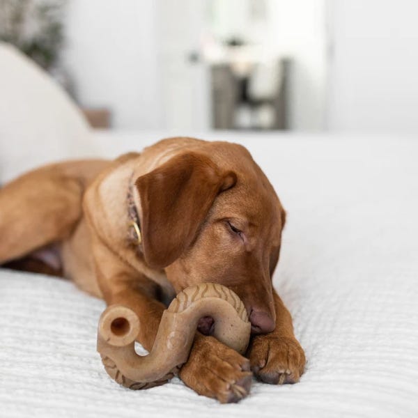 Benebone break teeth online