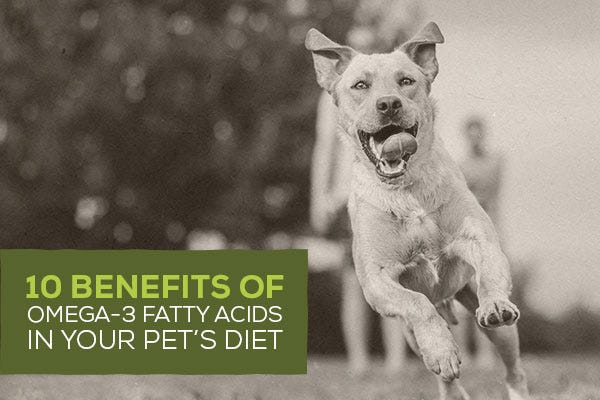 benefits of fish oil in dogs