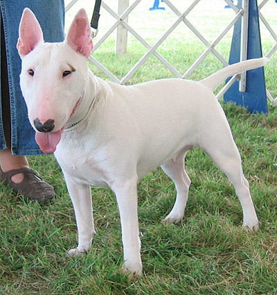 15 Weirdest Dog Breeds We Love