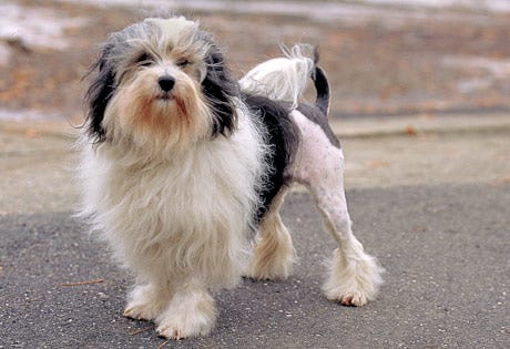 dog breeds