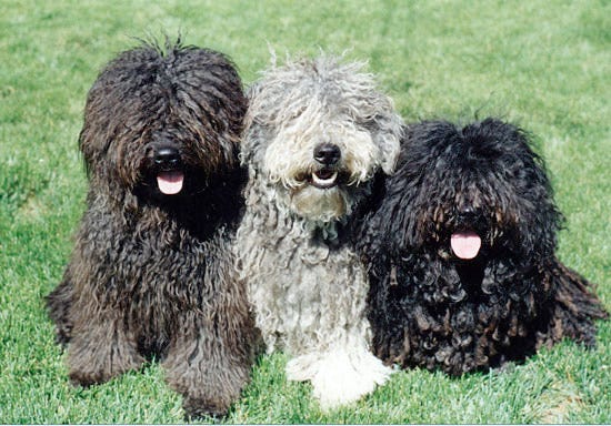 different types of dog breeds