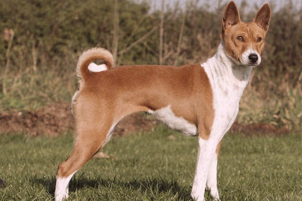 low hair shedding dogs