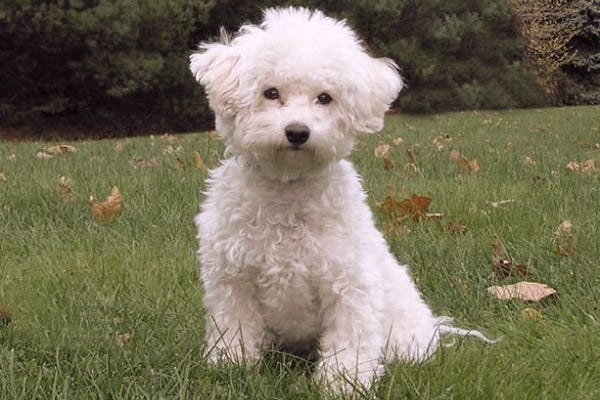 Hypoallergenic Rescue Dogs Edmonton