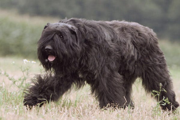 large hypoallergenic dogs