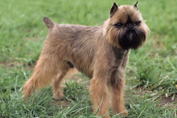 Dogs That Don T Shed 23 Hypoallergenic Dog Breeds