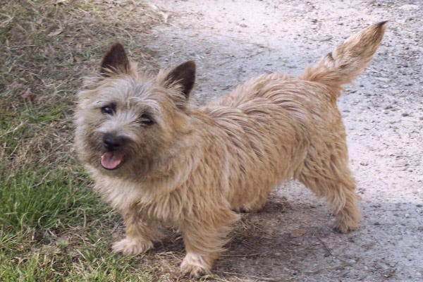 terrier mix shed