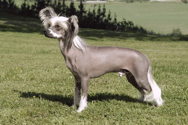 dogs that shed very little hair