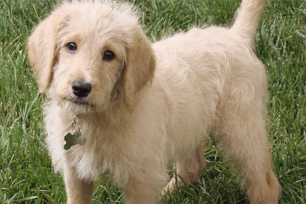 small to medium sized non shedding dogs