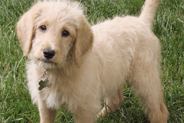 low hair shedding dogs