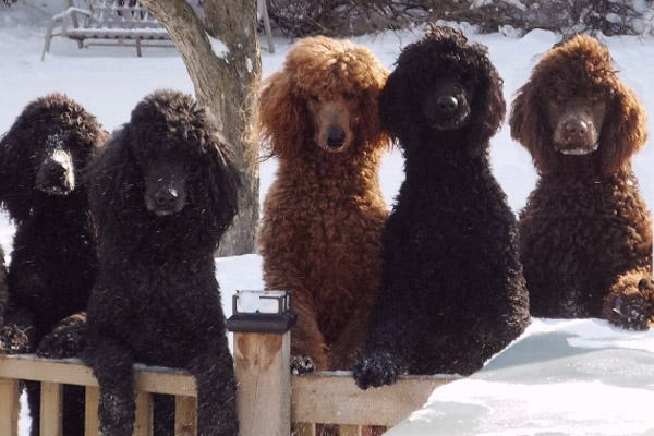 Dogs That Don't Shed: 23 Hypoallergenic Dog Breeds