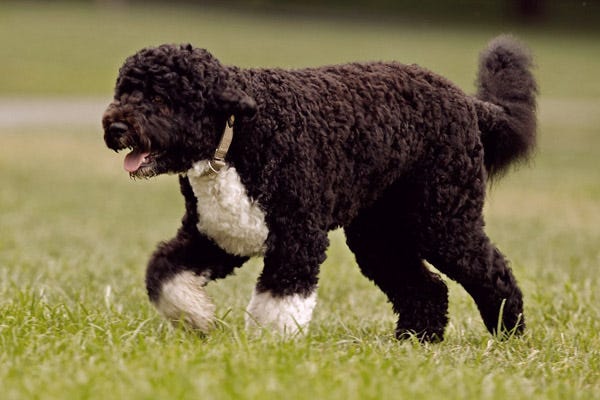 best big hypoallergenic dogs