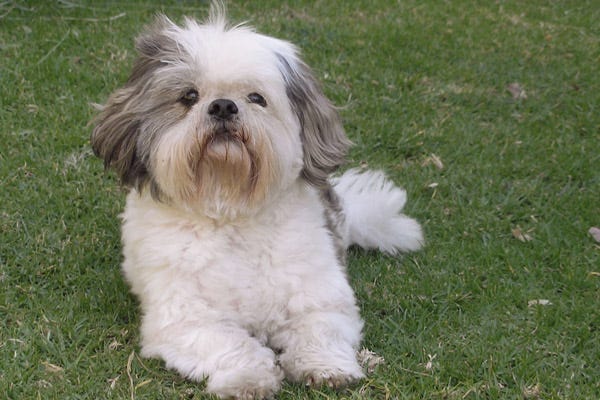 dogs that shed very little hair