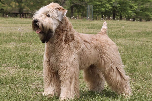 Hypoallergenic Dog Breeds