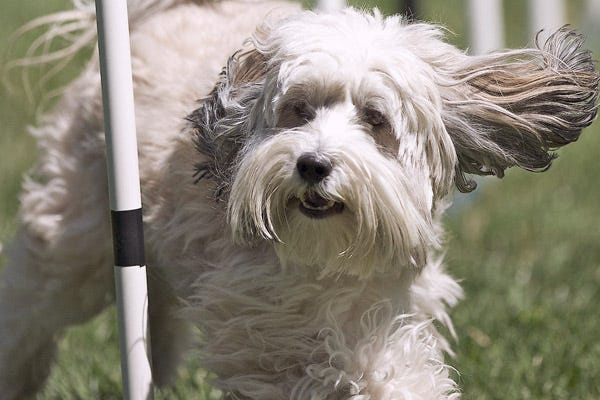 long haired dog breeds medium