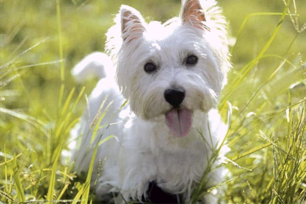 do terriers shed