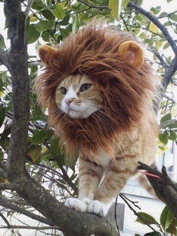 lion-cat-costume