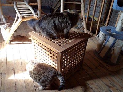 ikea cat