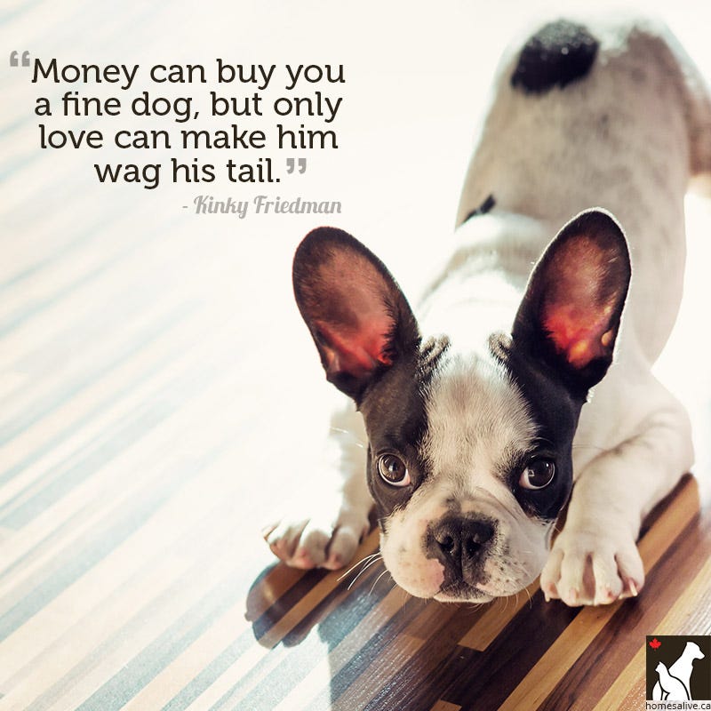 11 Quotes for the Love of Dog or Cat