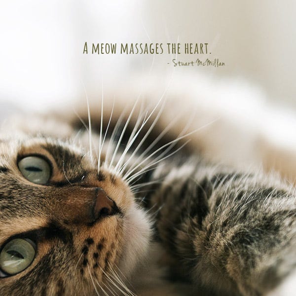 30 Cats Quotes Only Cat Lovers Will Understand