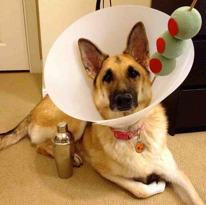 13 Easy & Simple DIY Pet Costumes